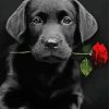 Black Lab With Rose Paint By Numbers