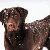 Chocolate Labrador Retriever In Snow Paint By Numbers