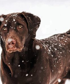 Chocolate Labrador Retriever In Snow Paint By Numbers