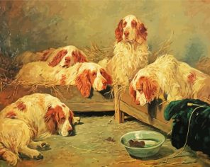Clumber Spaniel Dogs Paint By Numbers