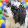 Cute Black And White Shih Poo Paint By Numbers