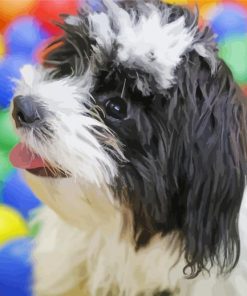 Cute Black And White Shih Poo Paint By Numbers
