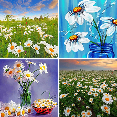 daisies paint by numbers