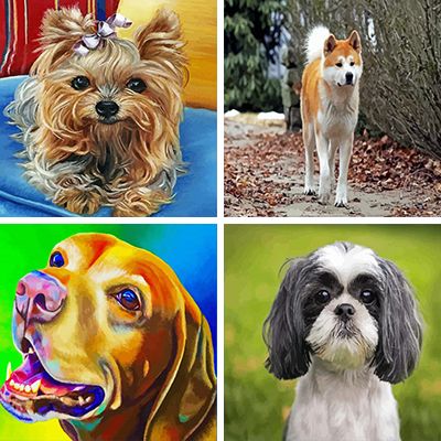Dog Breeds paint by numbers