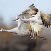 Flying Sandhill Crane Paint By Numbers