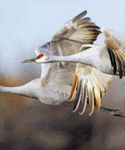 Flying Sandhill Crane Paint By Numbers