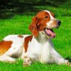 Irish Red White Setter Paint By Number