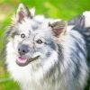 Keeshond Dog Animal Paint By Numbers