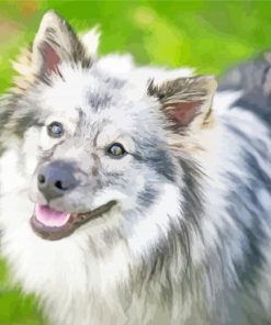 Keeshond Dog Animal Paint By Numbers