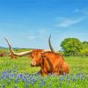 Longhorn Laying In Bluebonnets Paint By Number