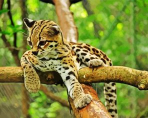 Ocelot Wild Cat Paint By Numbers