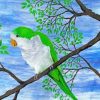Quaker Parrot Bird Paint By Numbers