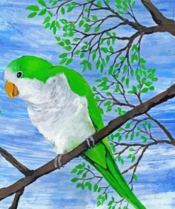 Quaker Parrot Bird Paint By Numbers