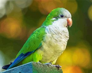 Quaker Parrot Bird Paint By Number