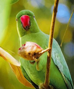 Rose Ringed Parakeet Bird Paint By Numbers