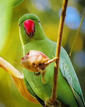 Rose Ringed Parakeet Bird Paint By Numbers