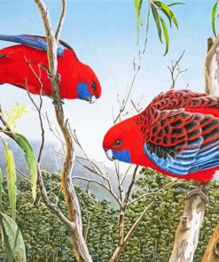 Rosellas Bird Paint By Numbers