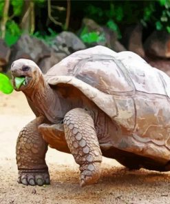 Seychelles Giant Tortoise Eating Paint By Numbers
