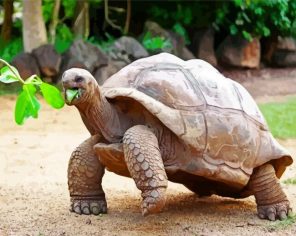 Seychelles Giant Tortoise Eating Paint By Numbers