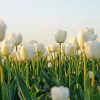 White Tulips Flowers Field Paint By Numbers