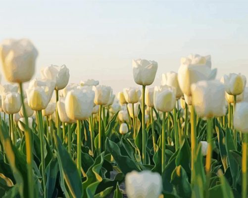 White Tulips Flowers Field Paint By Numbers