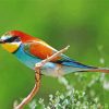Aesthetic Bee Eater Paint By Numbers