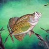 Aesthetic Crappie Fish Paint By Numbers