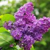 Aesthetic Purple Lilac Tree Paint By Numbers