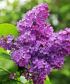 Aesthetic Purple Lilac Tree Paint By Numbers