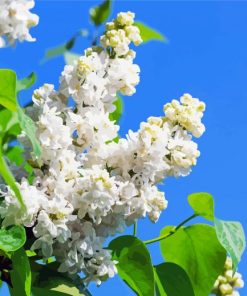Aesthetic White Lilac Tree Paint By Numbers