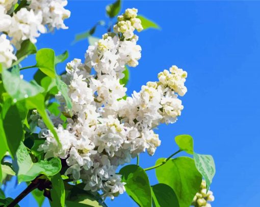 Aesthetic White Lilac Tree Paint By Numbers
