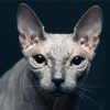 Beautiful Hairless Cat Paint By Number