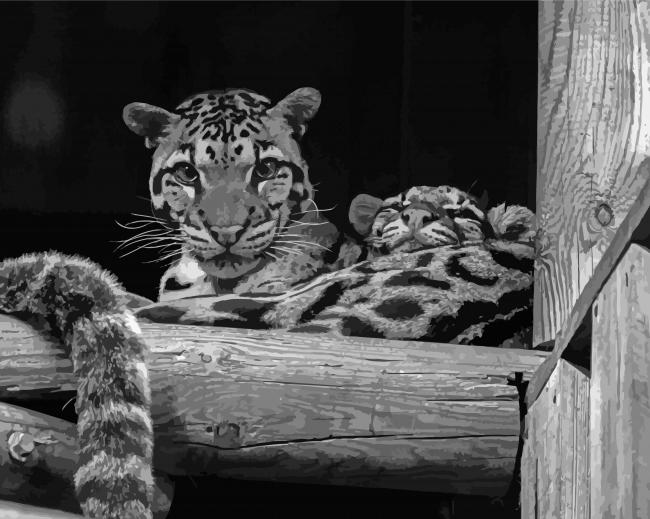 Black And White Baby Tigers Paint By Numbers