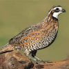 Bobwhite Bird Paint By Number