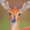Cute Steenbok Paint By Number