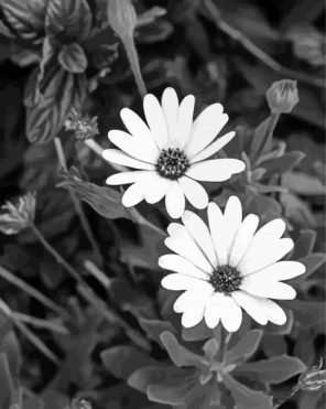 Monochrome Flowers Paint By Numbers