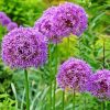 Purple Alliums Paint By Numbers