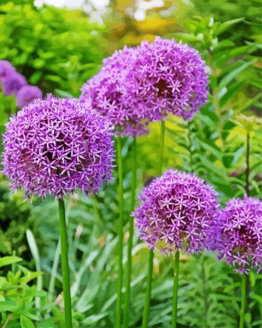 Purple Alliums Paint By Numbers