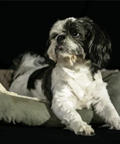 Shih Tzu Black And White Paint By Number