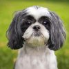 Shih Tzu Black And White Puppy Paint By Number