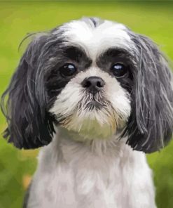 Shih Tzu Black And White Puppy Paint By Number