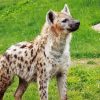 Spotted Hyena Animal Paint By Numbers