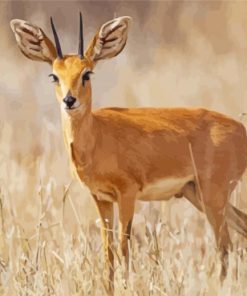 Steenbok Animal Paint By Numbers