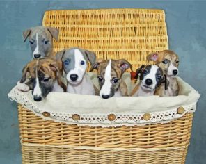 Whippet Puppies In Basket Paint By Numbers