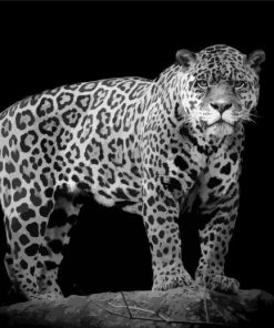 Black And White Cheetahs Wild Animal Paint By Numbers
