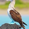 Blue Footed Booby Bird Paint By Numbers