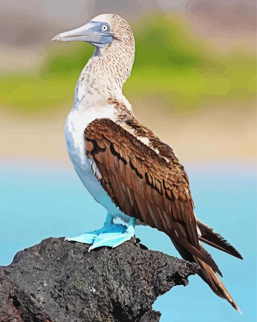 Blue Footed Booby Bird Paint By Numbers