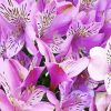 Purple Alstroemeria Flower Paint By Numbers