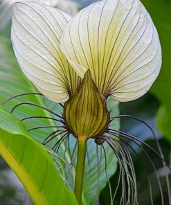 The White Bat Flower Paint By Numbers