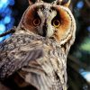 Aesthetic Long Eared Owl Paint By Numbers